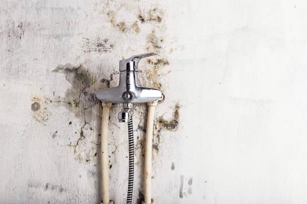 Best Same-Day Mold Removal  in Greenville, NY