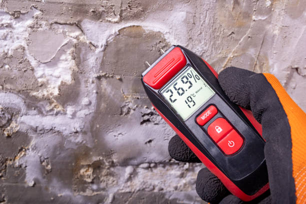 Best Local Mold Removal Service  in Greenville, NY